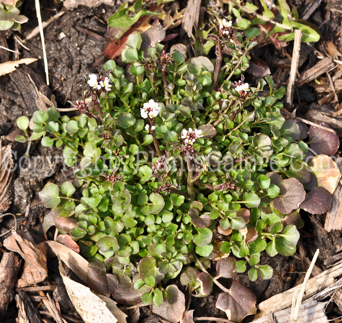 PGC-P-Cardamine-hirsuta-aka-Hairy-Bittercress-1