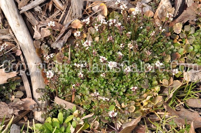 PGC-P-Cardamine-hirsuta-aka-Hairy-Bittercress-2