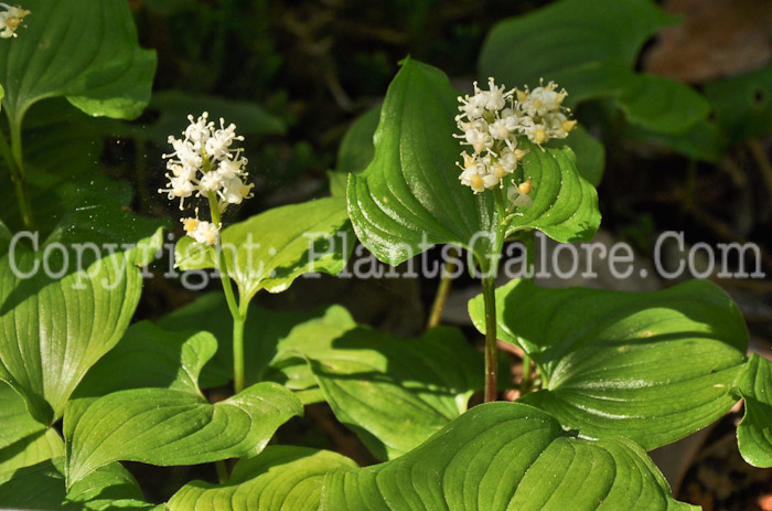 PGC-P-Cardiandra-alternifolia-aka-Herbal-Hydrangea-1