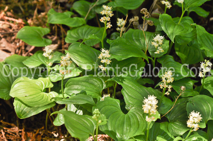 PGC-P-Cardiandra-alternifolia-aka-Herbal-Hydrangea-2