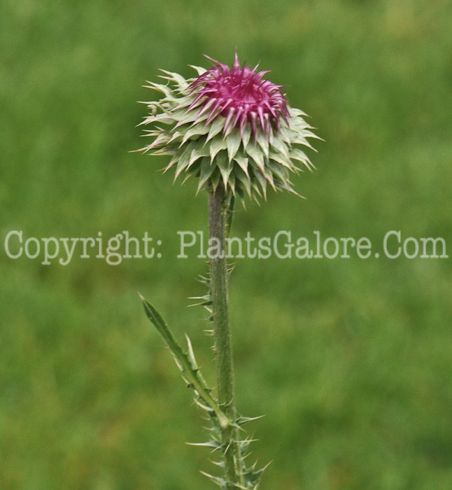 PGC-BI-Carduus-nutans-aka-Musk-Thistle-1