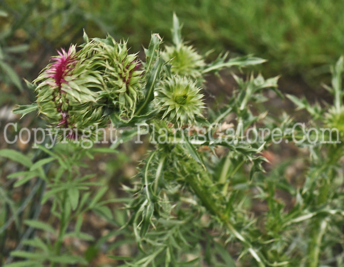 PGC-BI-Carduus-nutans-aka-Musk-Thistle-2