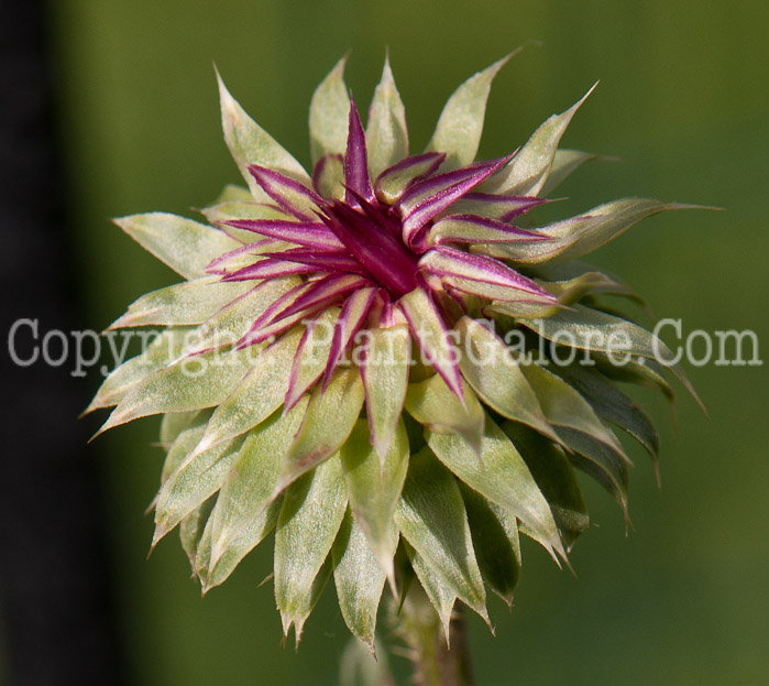 PGC-P-Carduus-nutans-aka-Musk-Thistle-0614a-1