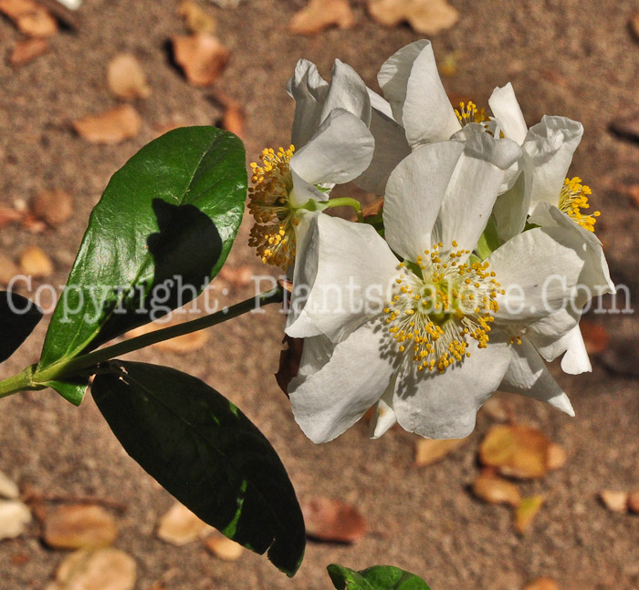 PGC-S-Carpenteria-californica-0413-4