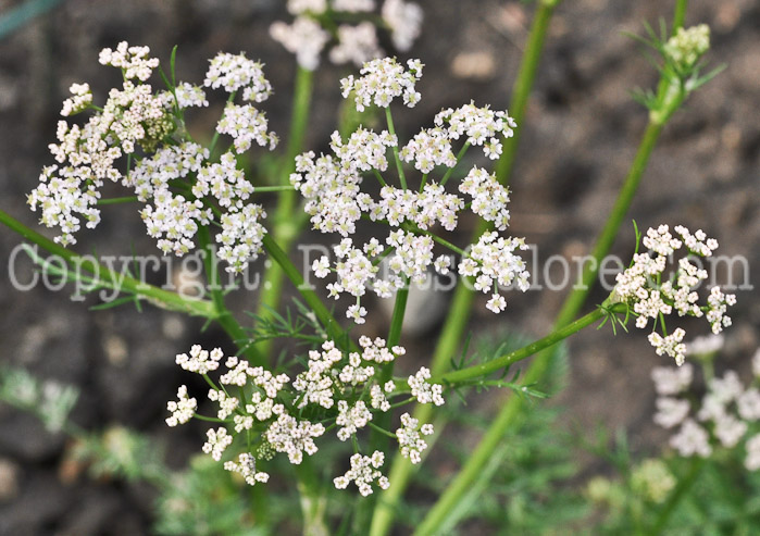 PGC-P-Carum-carvi-aka-Caraway-flower-1