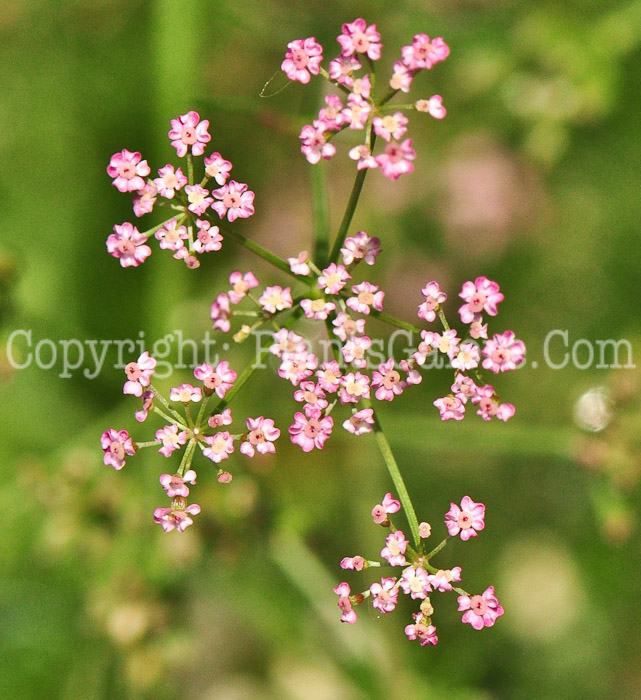 PGC-P-Carum-carvi-aka-Caraway-flower-3