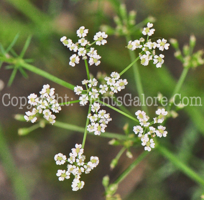 PGC-P-Carum-carvi-aka-Caraway-flower-4