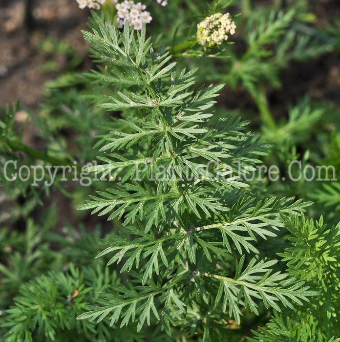 PGC-P-Carum-carvi-aka-Caraway-foliage-1