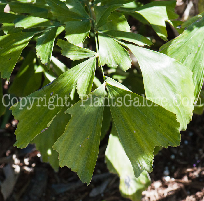 PGC-T-Caryota-aka-Fishtail-Palm-1013g-2