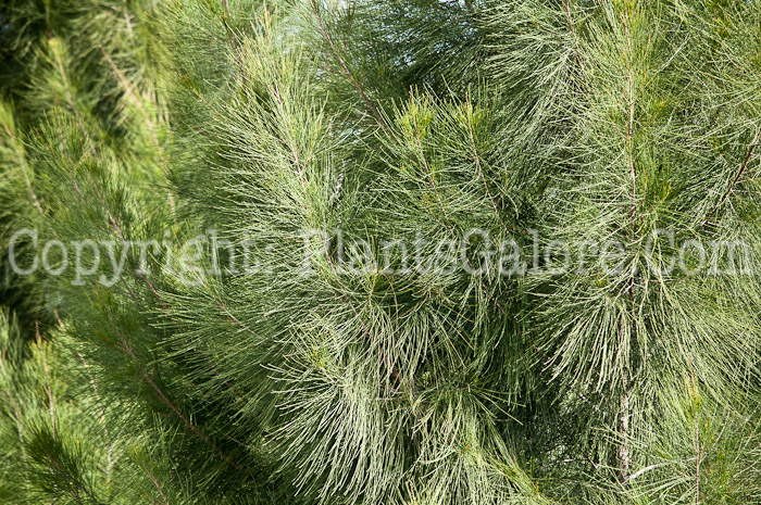 PGC-T-Casuarina-equisetifolia-aka-Australian-Pine-0214-3-2