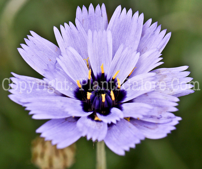 PGC-P-Catanche-caerulea-aka-Cupids-Dart-1