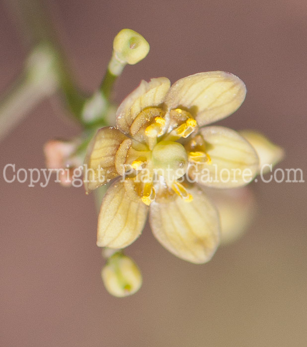 PGC-P-Caulophyllum-thalictroides-aka-Blue-Cohosh-0514e-3