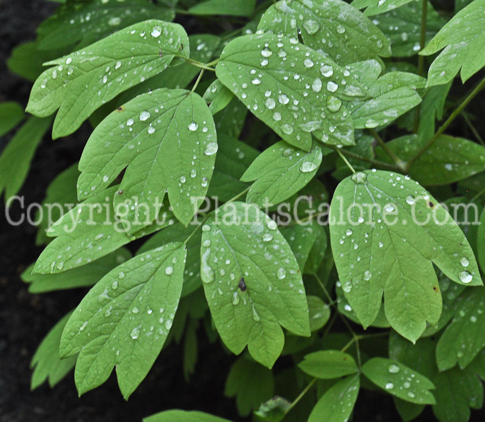 PGC-P-Caulophyllum-thalictroides-aka-Blue-Cohosh-2