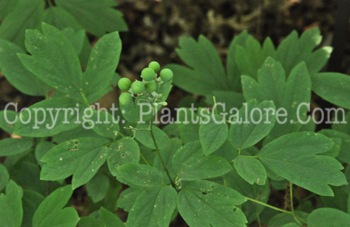 PGC-P-Caulophyllum-thalictroides-aka-Blue-Cohosh-3