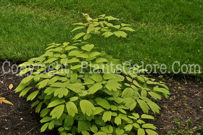 PGC-P-Caulophyllum-thalictroides-aka-Blue-Cohosh-4