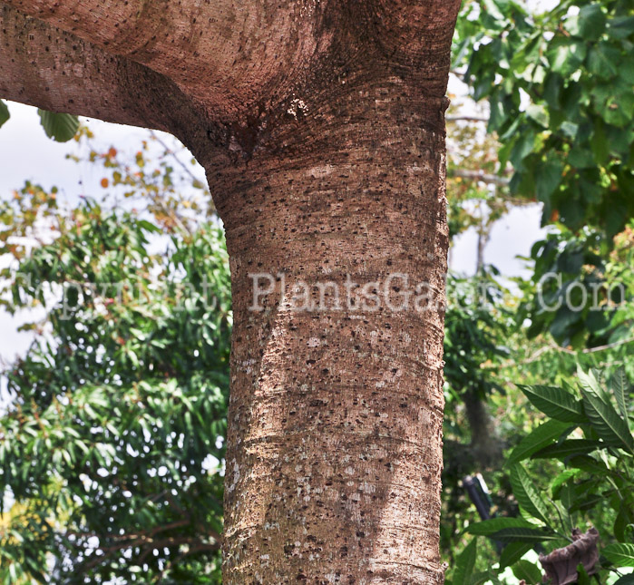 PGC-T-Cecropia-peltata-aka-Trumpet-Tree-2013-5