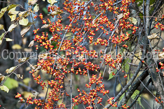 PGC-V-Celastrus-scandens-aka-American-Bittersweet-000-2