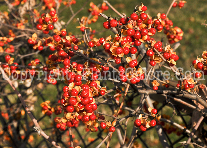 PGC-V-Celastrus-scandens-aka-American-Bittersweet-000-3