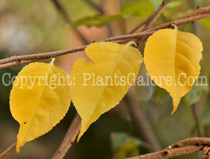 PGC-V-Celastrus-scandens-aka-American-Bittersweet-000-4