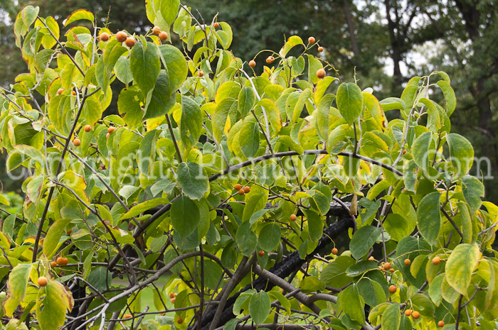 PGC-V-Celastrus-scandens-aka-American-Bittersweet-000-6