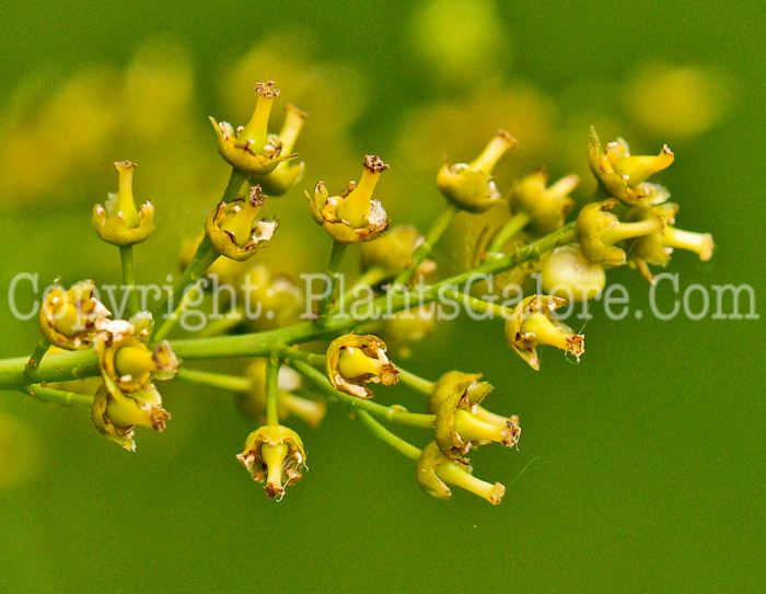 PGC-V-Celastrus-scandens-aka-American-Bittersweet-001-1