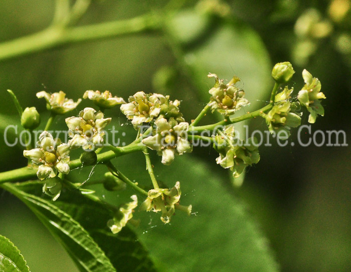 PGC-V-Celastrus-scandens-aka-American-Bittersweet-001-2