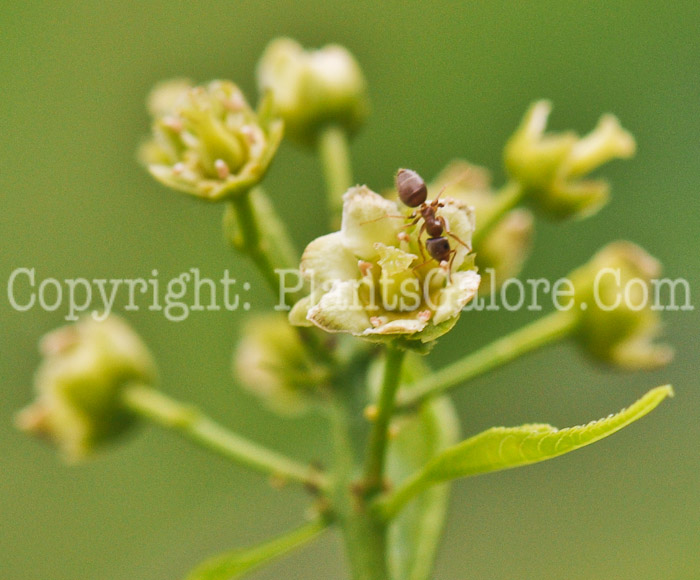 PGC-V-Celastrus-scandens-aka-American-Bittersweet-001-3