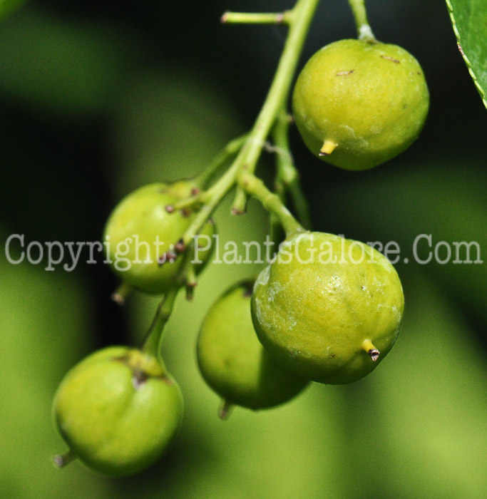 PGC-V-Celastrus-scandens-aka-American-Bittersweet-01-2