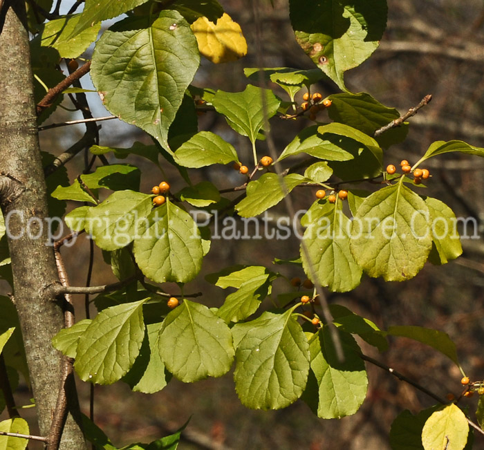 PGC-V-Celastrus-scandens-aka-American-Bittersweet-01-4