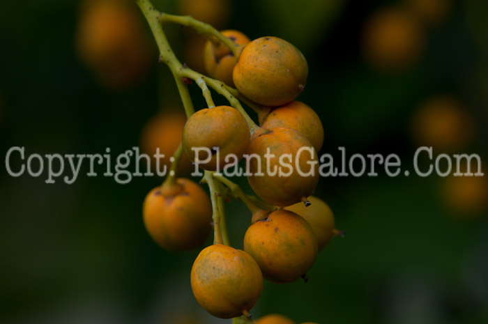 PGC-V-Celastrus-scandens-aka-American-Bittersweet-02-2