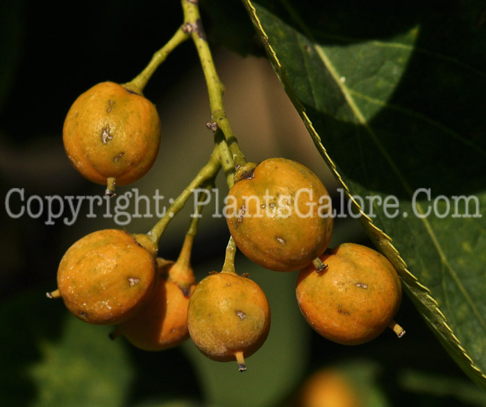 PGC-V-Celastrus-scandens-aka-American-Bittersweet-02-6