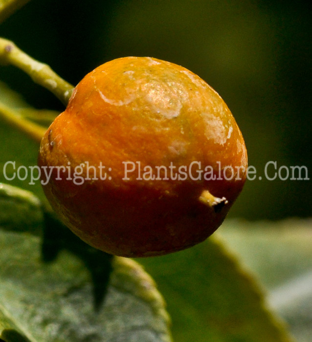 PGC-V-Celastrus-scandens-aka-American-Bittersweet-02-7