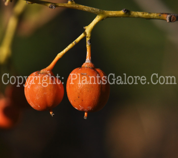 PGC-V-Celastrus-scandens-aka-American-Bittersweet-02-9