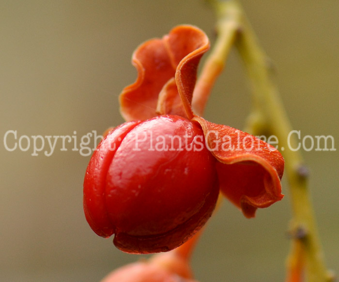 PGC-V-Celastrus-scandens-aka-American-Bittersweet-fruit2-12