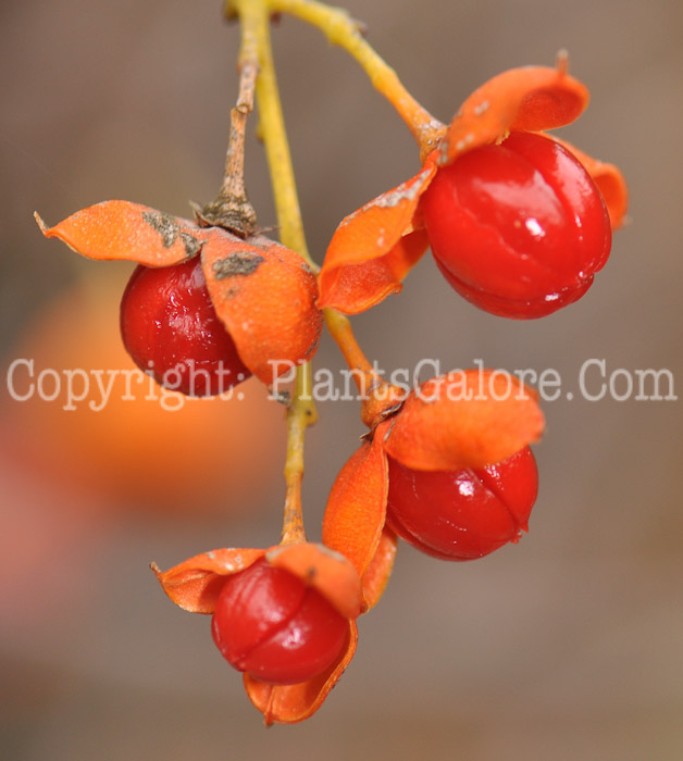 PGC-V-Celastrus-scandens-aka-American-Bittersweet-fruit2-14