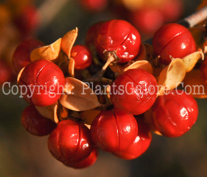 PGC-V-Celastrus-scandens-aka-American-Bittersweet-fruit2-19