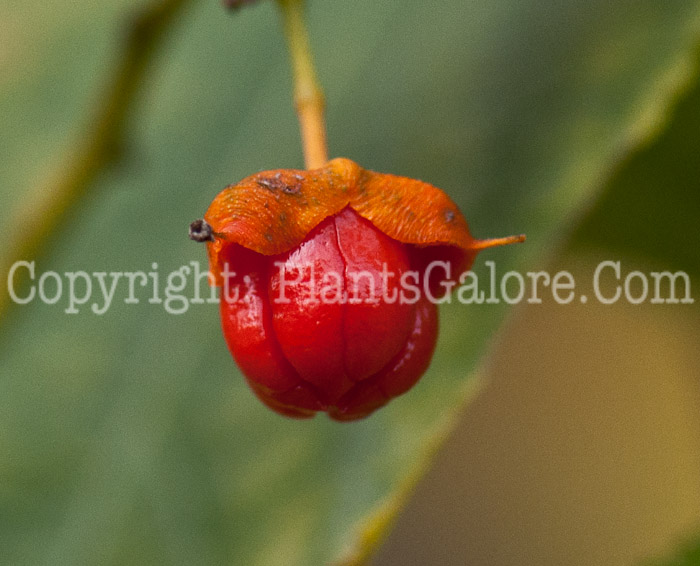 PGC-V-Celastrus-scandens-aka-American-Bittersweet-fruit2-2