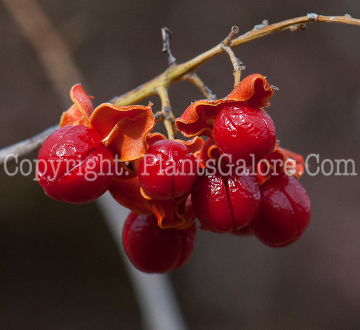 PGC-V-Celastrus-scandens-aka-American-Bittersweet-fruit2-23