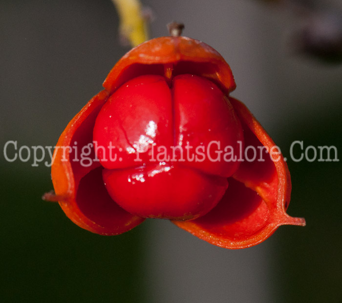 PGC-V-Celastrus-scandens-aka-American-Bittersweet-fruit2-6