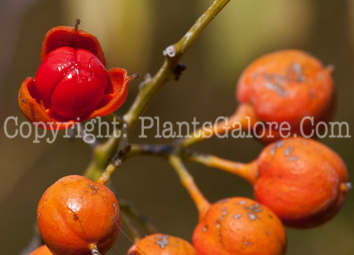 PGC-V-Celastrus-scandens-aka-American-Bittersweet-fruit2-7