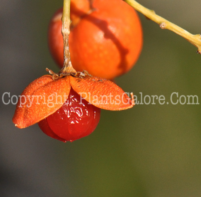 PGC-V-Celastrus-scandens-aka-American-Bittersweet-fruit2-9