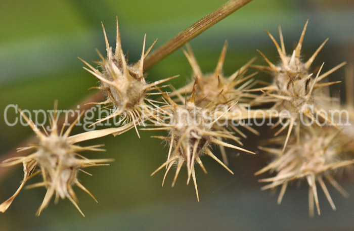 PGC-A-Cenchrus-longispinus-aka-Sandbur-3