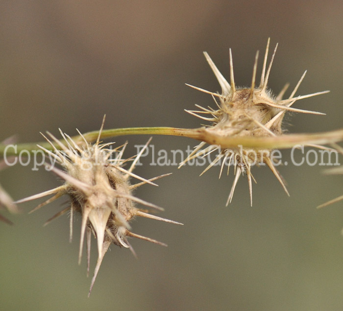 PGC-A-Cenchrus-longispinus-aka-Sandbur-4