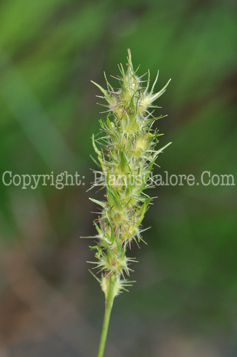 PGC-A-Cenchrus-longispinus-aka-Sandbur-5