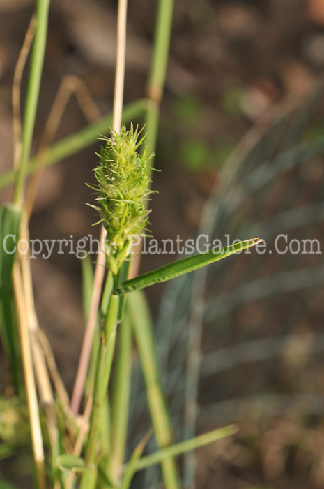 PGC-A-Cenchrus-longispinus-aka-Sandbur-7