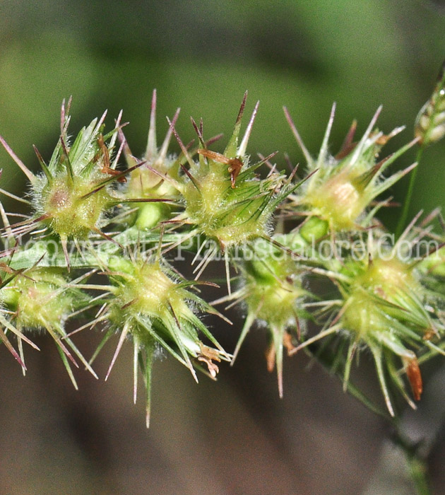 PGC-P-Cenchrus-longispinus-aka-Sandbur-813-2