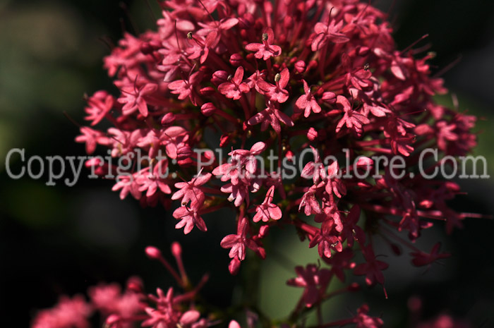 PGC-P-Centranthus-ruber-Valerian-Red-aka-Valerian-2