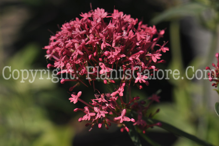 PGC-P-Centranthus-ruber-Valerian-Red-aka-Valerian-3