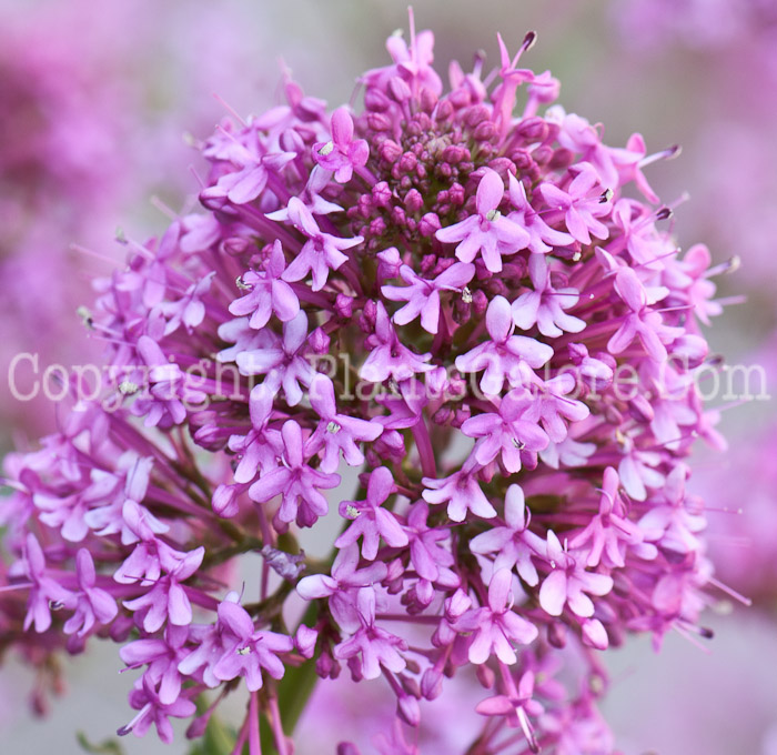 PGC-P-Centranthus-ruber-aka-Valarian-0514d-1