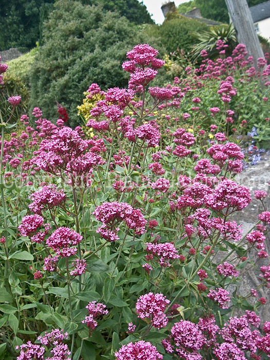 PGC-P-Centranthus-ruber-aka-Valerian-3